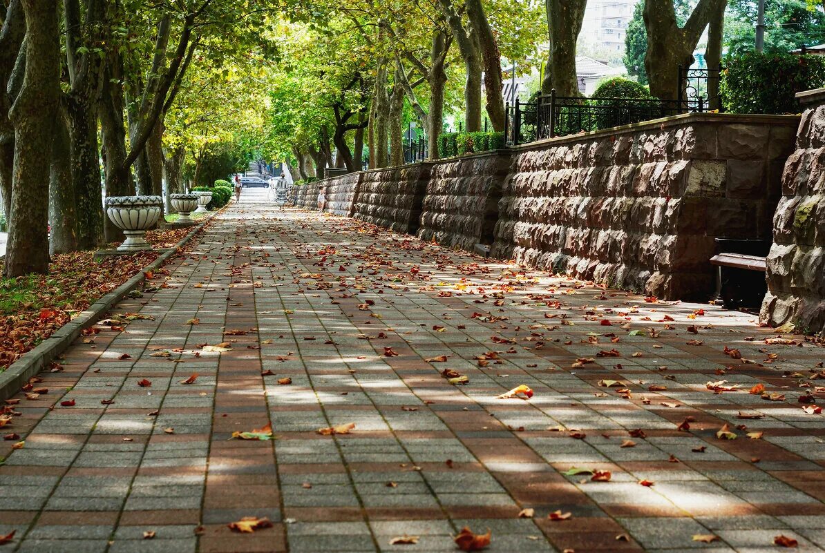 платан аллея сочи. платан дерево сочи. платан аллея сочи. платановая аллея феодосия. озеро комо платановая аллея.