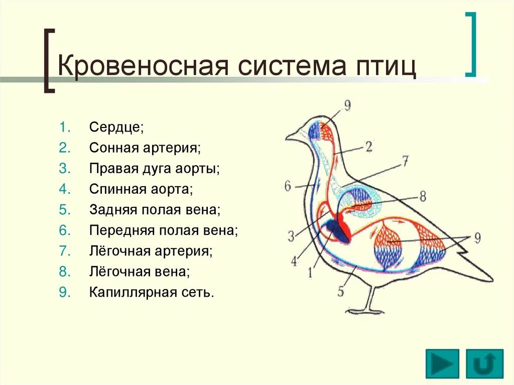 Органы кровообращения у птиц