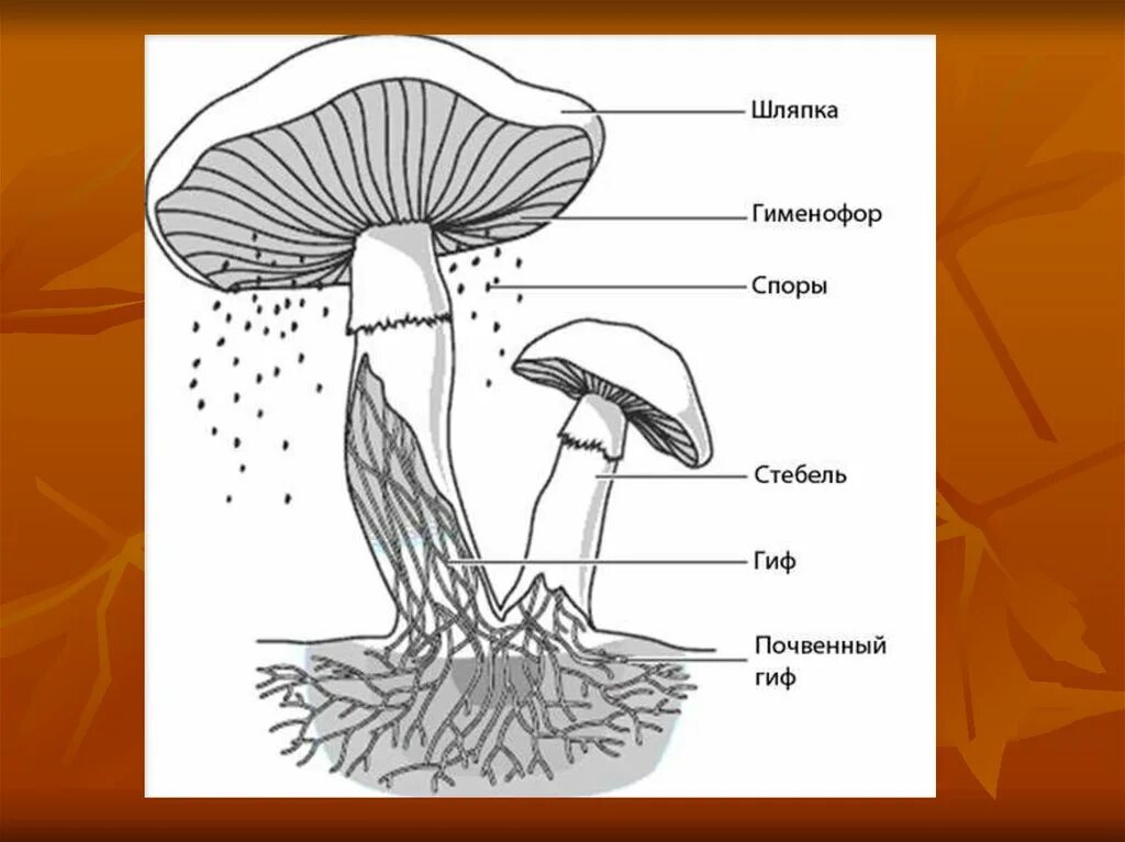 Грибы строение шляпочных грибов. Схема плодовое тело шляпочного гриба. Строение шляпочного гриба рисунок. Схема строения шляпочного гриба.