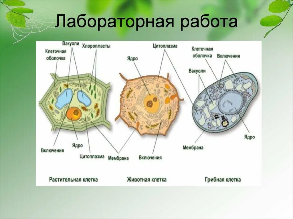 Растительная клетка лабораторная. Строение вакуоли растительной клетки. Строение клеток растений животных грибов и бактерий. Вакуоль в растительной и животной клетки. Строение эукариотической клетки растения животные грибы.