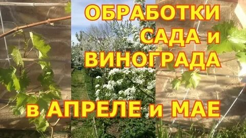 Виноград в апреле