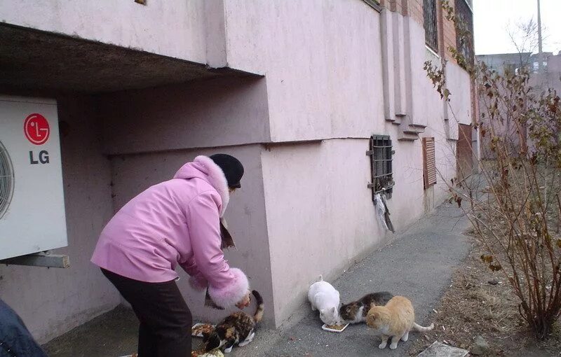 Домашние животные в многоквартирном доме. Коты в подъезде. Бездомные животные в подъезде. Бездомные животные в подвале. Подвальные кошки.