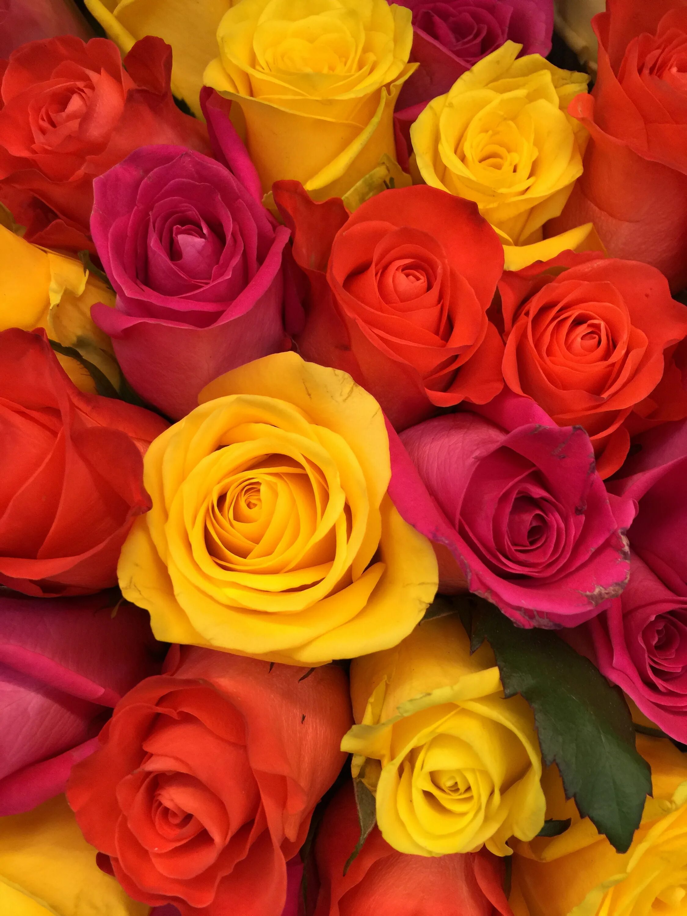 Скачать 1080x1920 цветы, красный, желтый обои, картинки samsung galaxy s4, s5, n