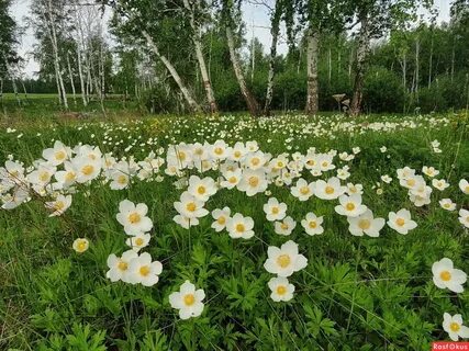 Село белая поляна
