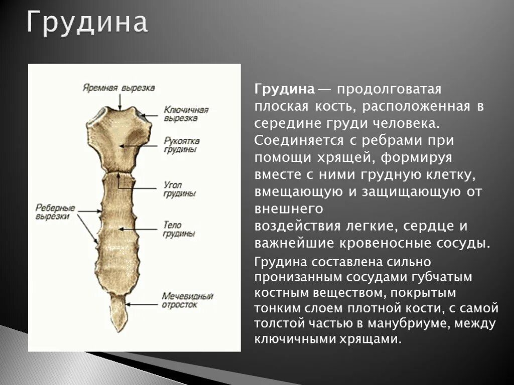 Трубчатая грудная кость. Грудина строение кости. Грудина рукоятка тело и мечевидный отросток. Строение мечевидного отростка грудины. Плоские кости Грудина.