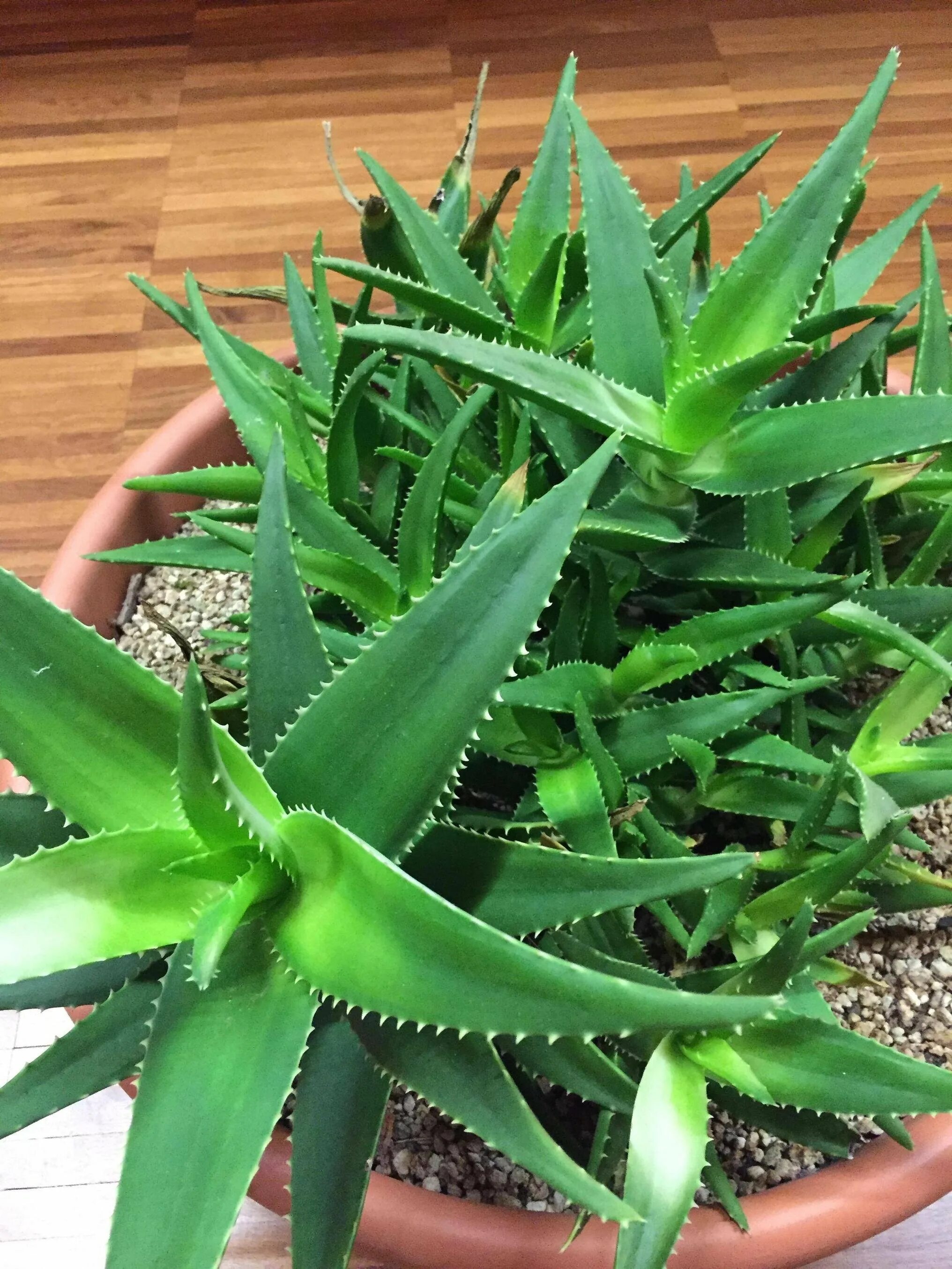 Алоэ какие. Алоэ какие. Алоэ столетник. Алоэ барбаденсис миллер. Алоэ arborescens.