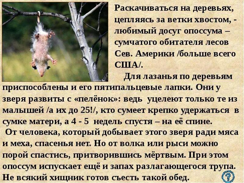 Цепляясь за него как за