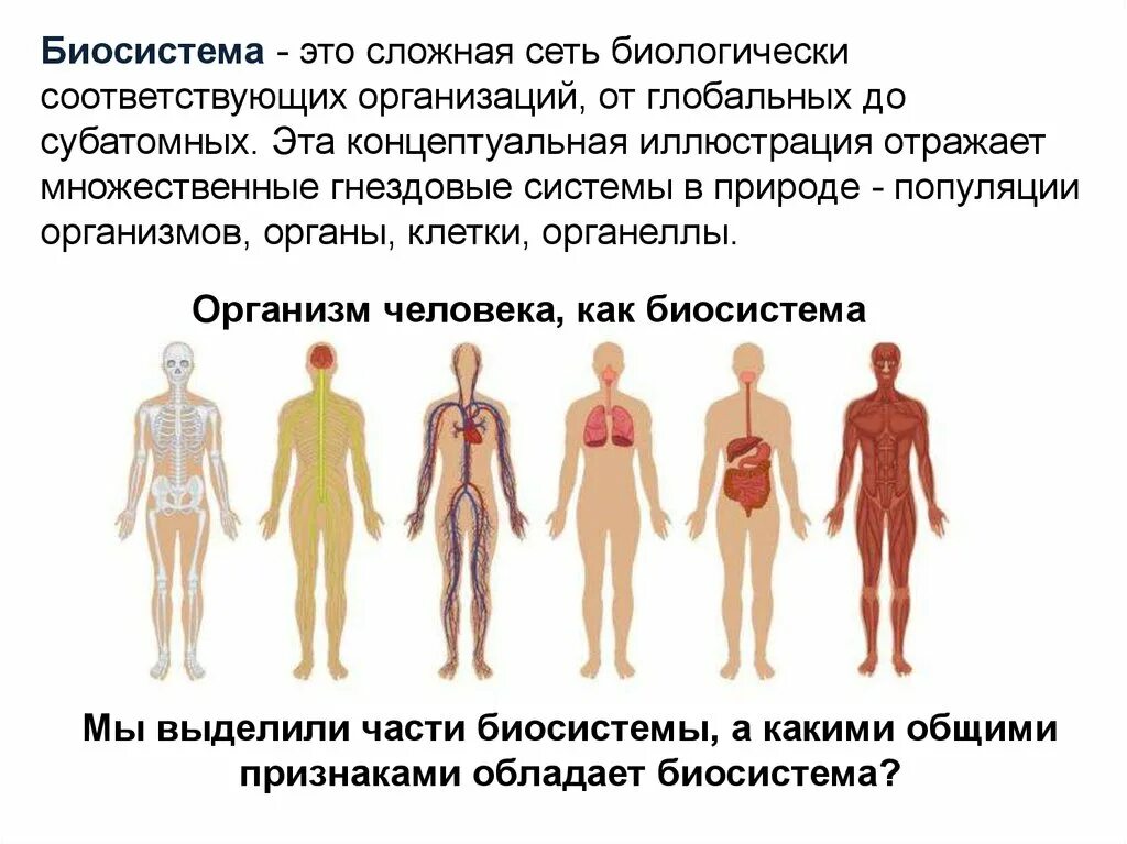 Организм биологическая система. Биосистема организм. Биологическая система органов. Организм как биосистема. Множественный организм