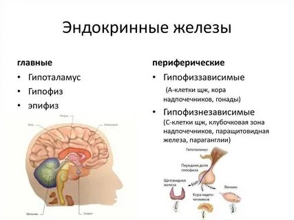 Железа связанная с гипоталамусом