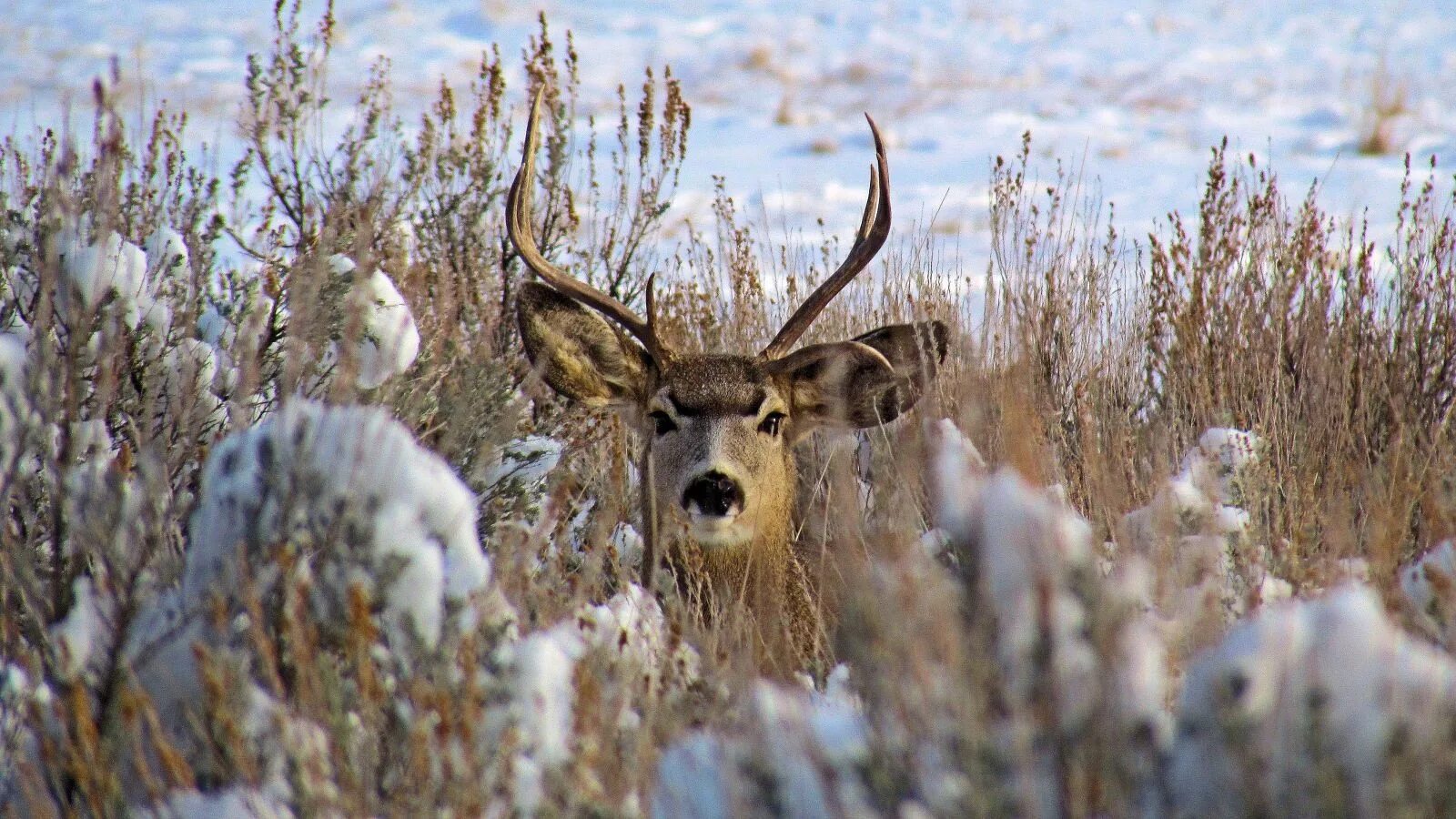 Олени. Байкальский изюбрь. Северный олень в арктике. Благородный олень изюбрь. Песков олень.