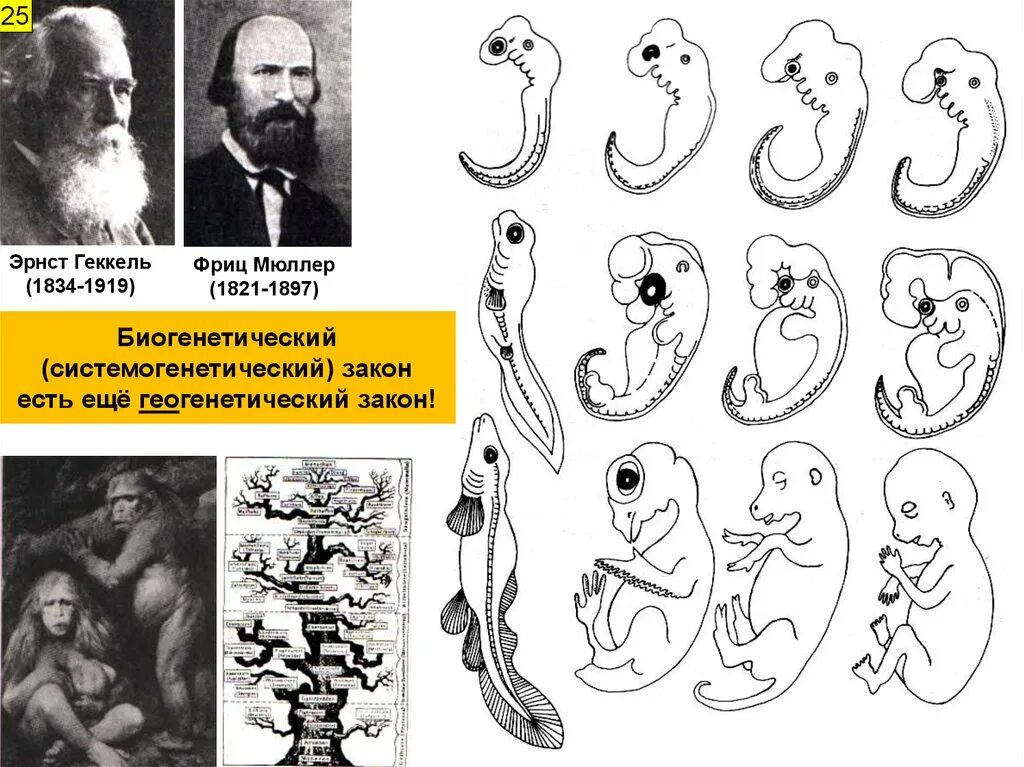 Онтогенез позвоночных закон геккеля. Биогенетический закон Геккеля Мюллера. Теория Мюллера Геккеля. Биогенетический закон э. Геккеля и ф. Мюллера. Геккель онтогенез.