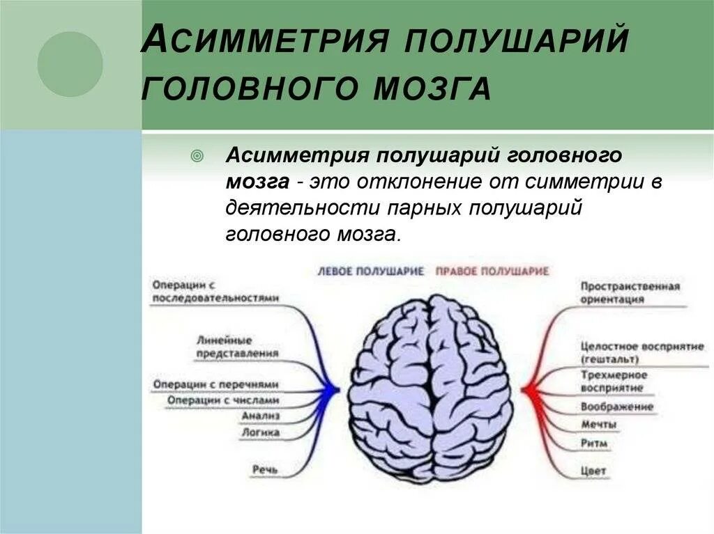 Функциональная межполушарная асимметрия головного мозга это. Полушария головного мозга. Асимметрия полушарий. Функциональная асимметрия полушарий. Какое полушарие важнее