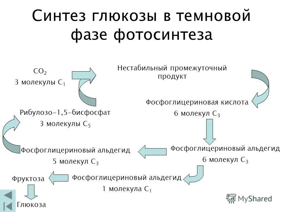 Синтез глюкозы происходит в световой фазе. Синтез глюкозы. синтез глюкозы в темновой фазе. синтез глюкозы фотосинтез. синтез молекулы глюкозы.