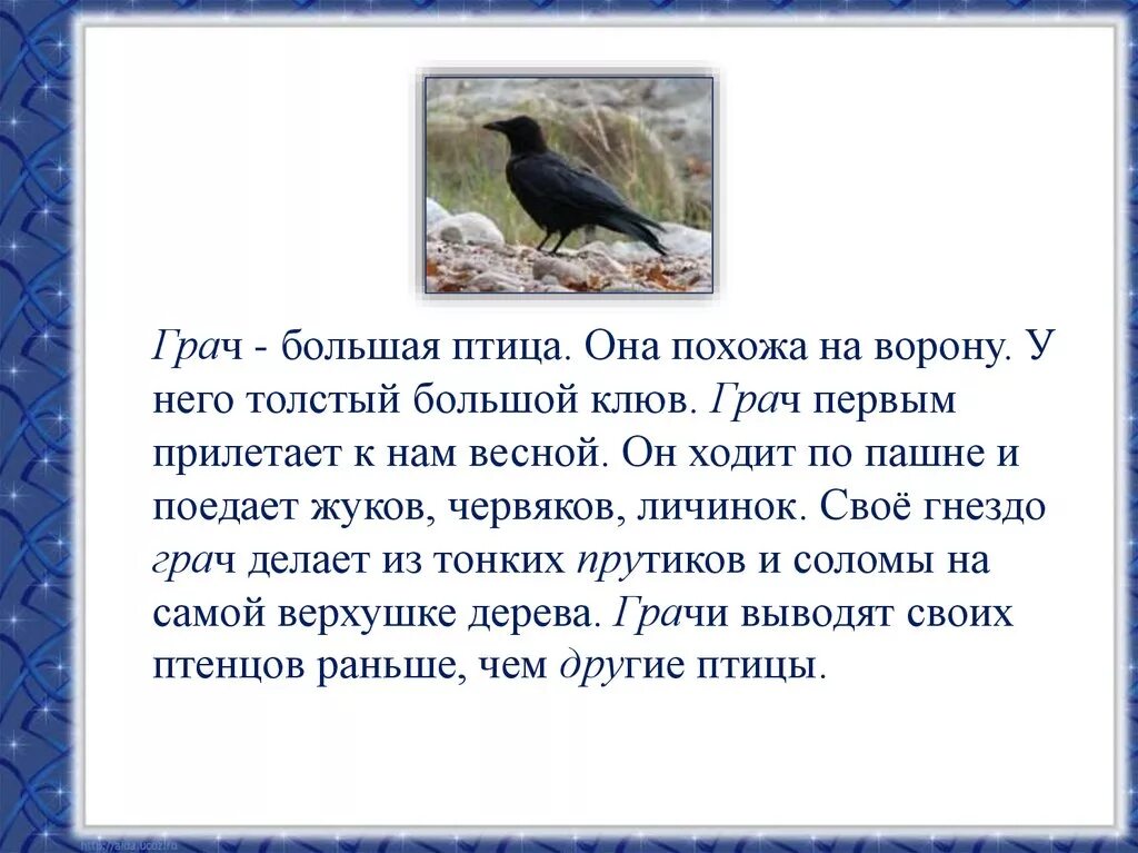 Текст описание Грача. Сообщение про Грача 1 класс. Грач краткое описание для детей. Грач описание птицы для детей.