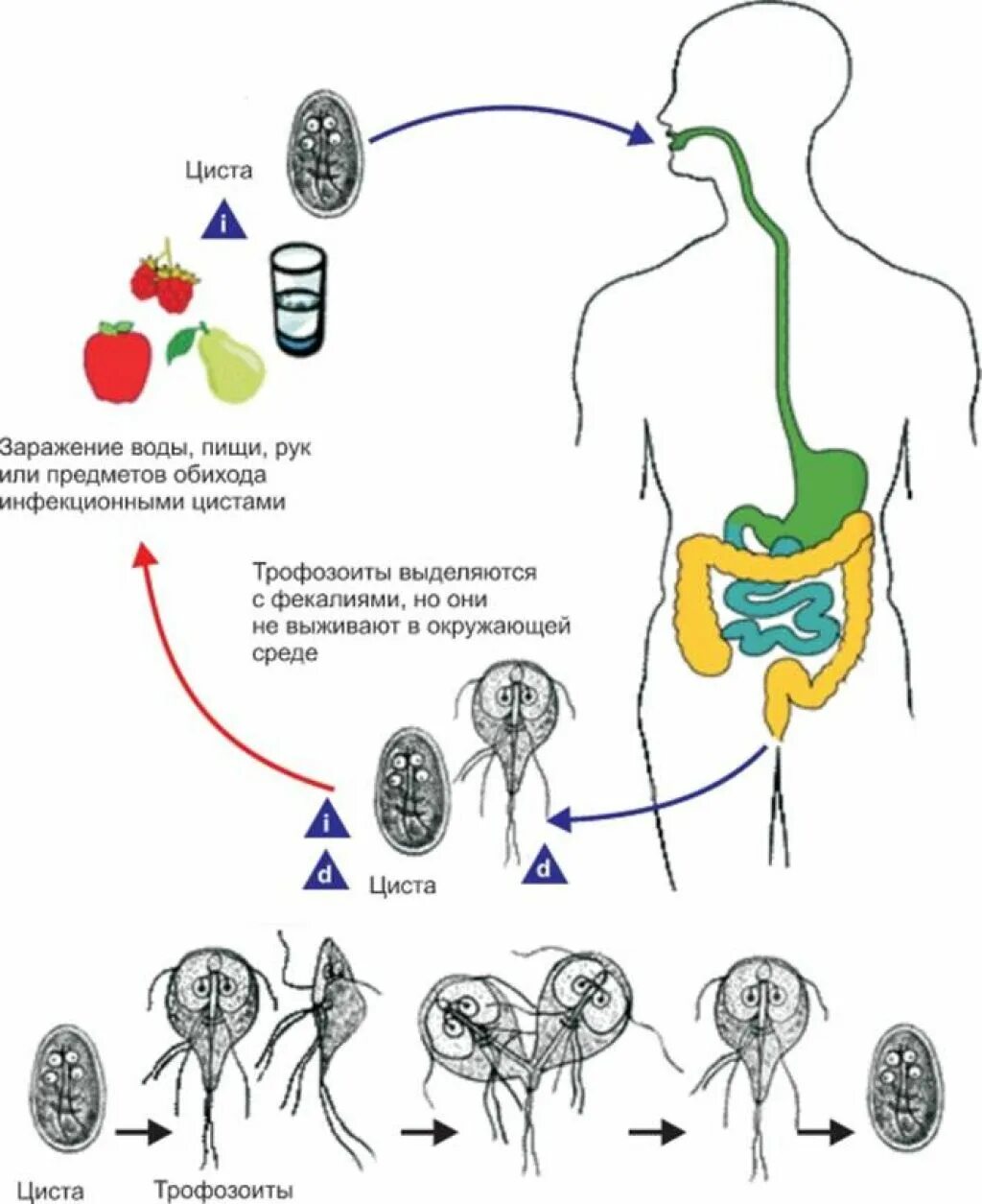 Лямблия кишечная жизненный цикл схема. Жизненный цикл лямблий схема. Жизненный цикл лямблиоза схема. Жизненный цикл лямблии интестиналис.