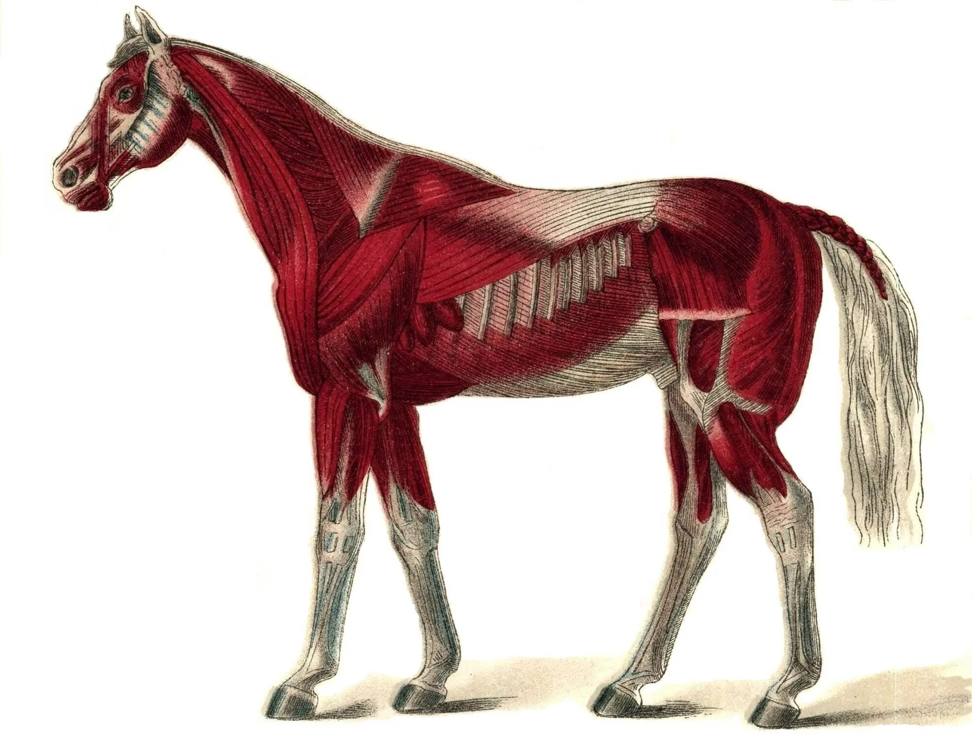 Мышцы лошади анатомия. Мускулатура лошади анатомия. Анимал анатомия лошади. Мышечный скелет лошади. Мускулатура млекопитающих