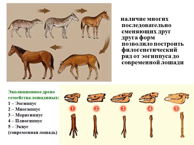 Эволюция филогенез. Филогенетические доказательства эволюции. Филогенетический ряд лошади доказательства эволюции. Филогенез примеры. Онтогенез и филогенез примеры.