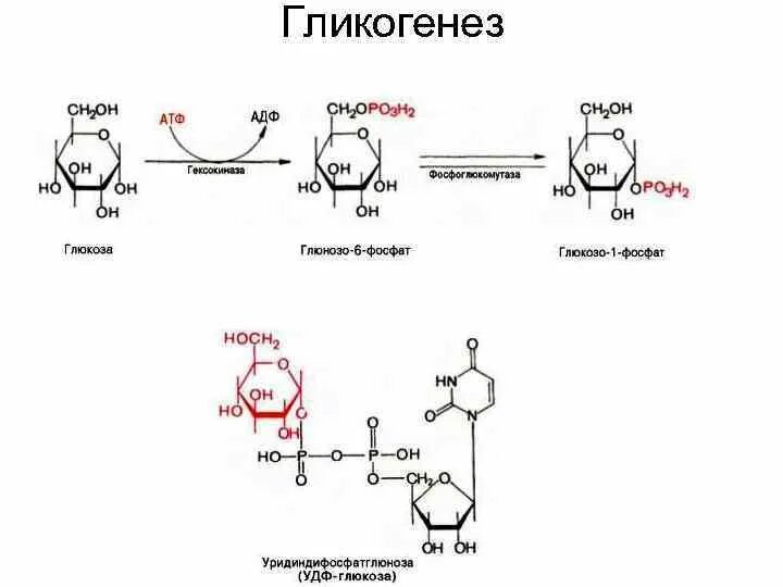 Синтез гликогена происходит. Синтез гликогена реакции. Гликогенолиз биохимия схема. Схема гликогенеза. Синтез гликогена в печени.