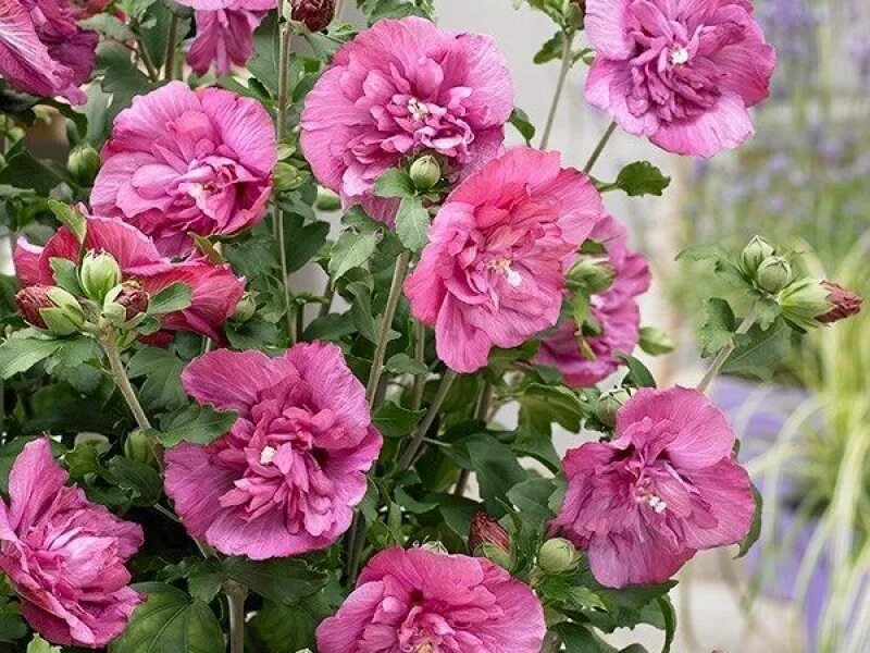 Гибискус сирийский арденс. Гибискус сирийский блю. Гибискус сирийский magenta chiffon. Гибискус сирийский lavender chiffon. Гибискус сирийский маджента чиффон.