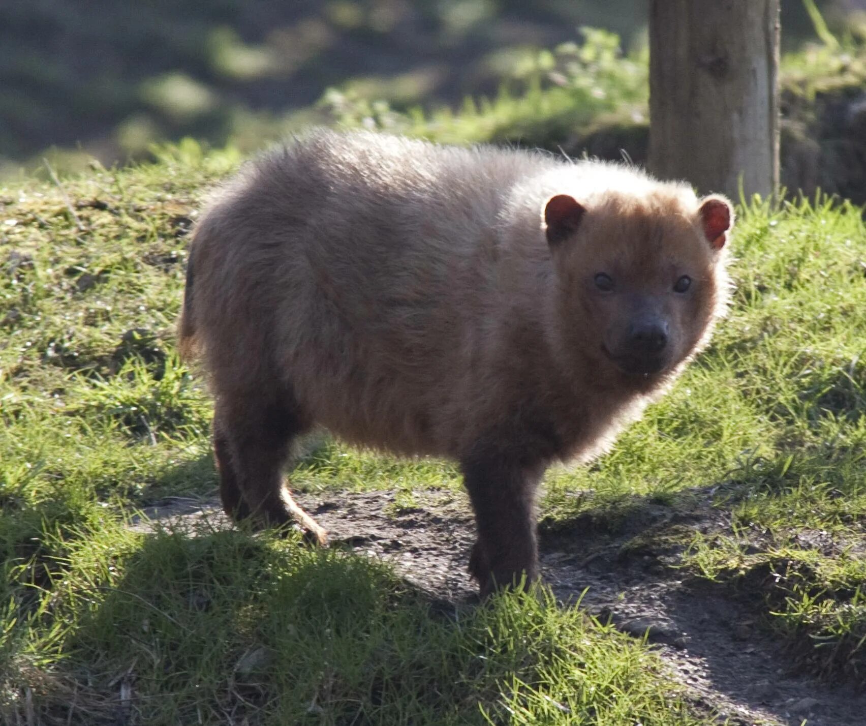 Кустарниковая собака Южная Америка. Speothos venaticus. Кустарниковая собака вицлипуцли. Кустарниковая собака (Speothos venaticus).