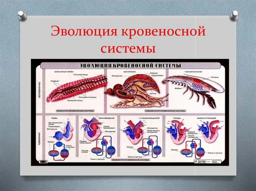 Филогенез кровеносной. Эволюция кровеносной системы у беспозвоночных животных. Эволюция систем органов кровеносная система позвоночных животных. Эволюция кровеносной системы хордовых животных. Эволюция кровеносной системы позвоночных животных схема.