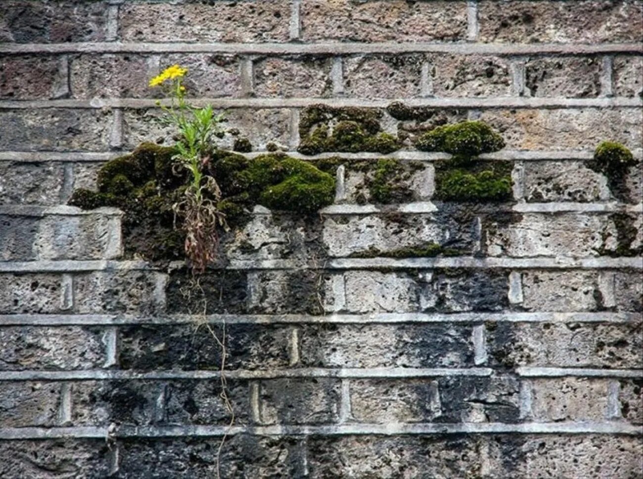 Растение сквозь бетон. Растения растущие на стенах. Цветы на каменной стене. Растения на бетонной стене. Проблема сила жизни