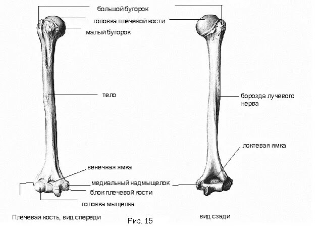 Гребень бугорка