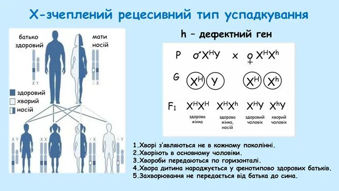 Х-зчеплений рецесивний Тип успадкування. Типи успадкування. Рецесивний генотип. Гемофилия наследуется аутосомно