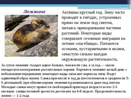 Лемминг сообщение для 4 класса окружающий мир