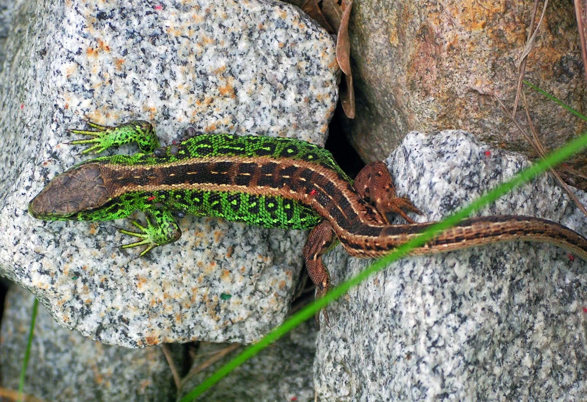 Ящерица обыкновенная прыткая. Lacerta Agilis. Прыткая ящерица самец. Самец Lacerta Agilis.