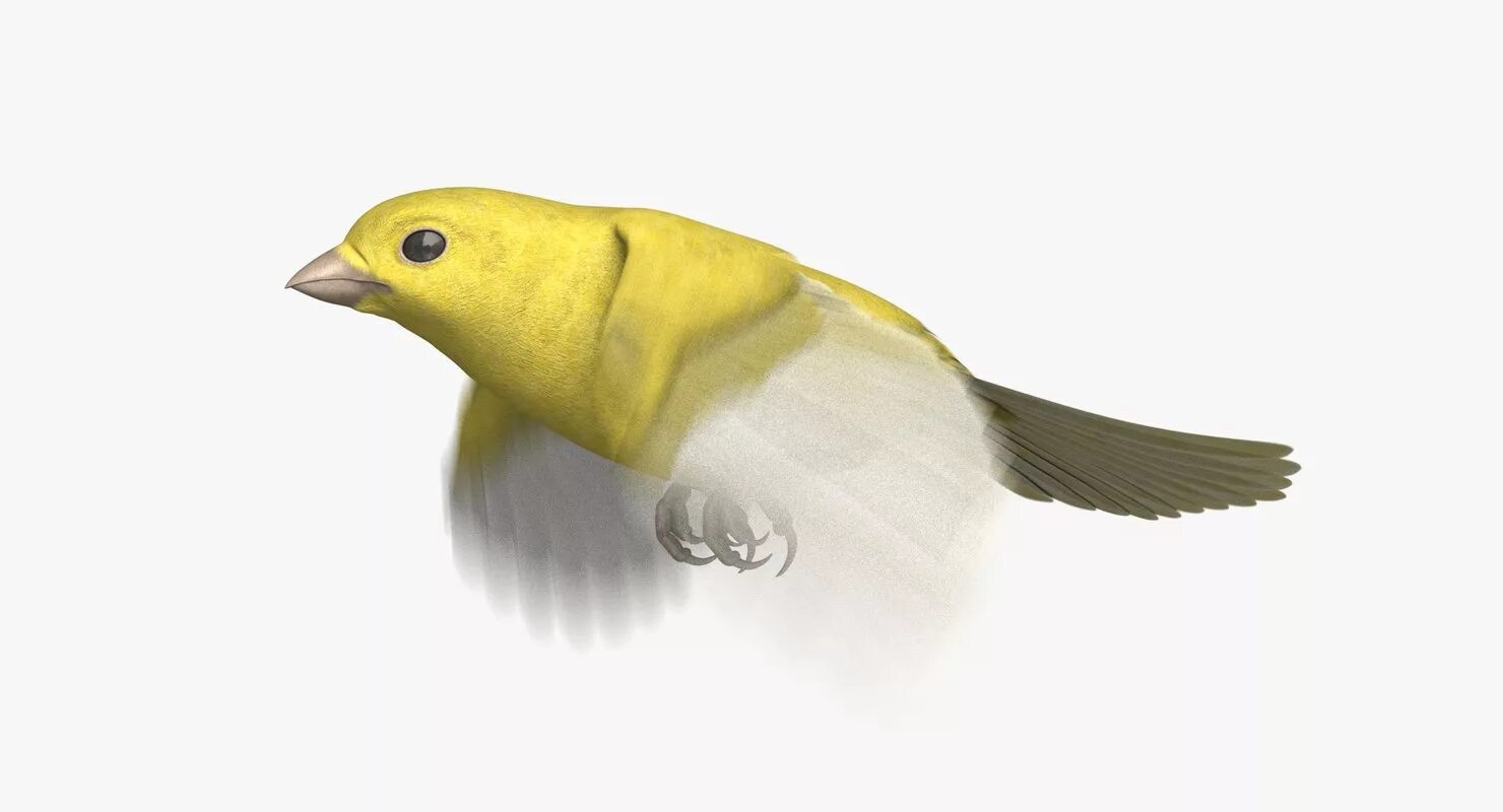 Попугай канарейка. Желтая птица на прозрачном фоне. Канарейка для фотошопа. Гифка канарейка. Wild canary animation.