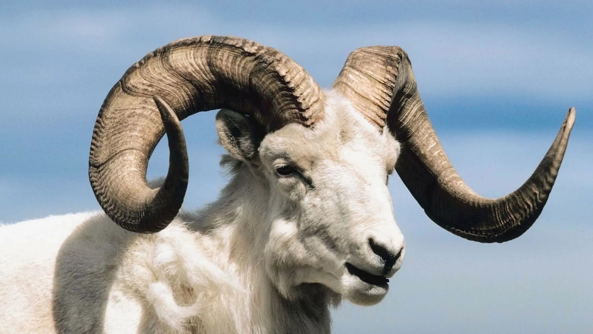 Ovis ii