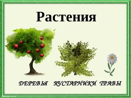 Растения дерево куст трава