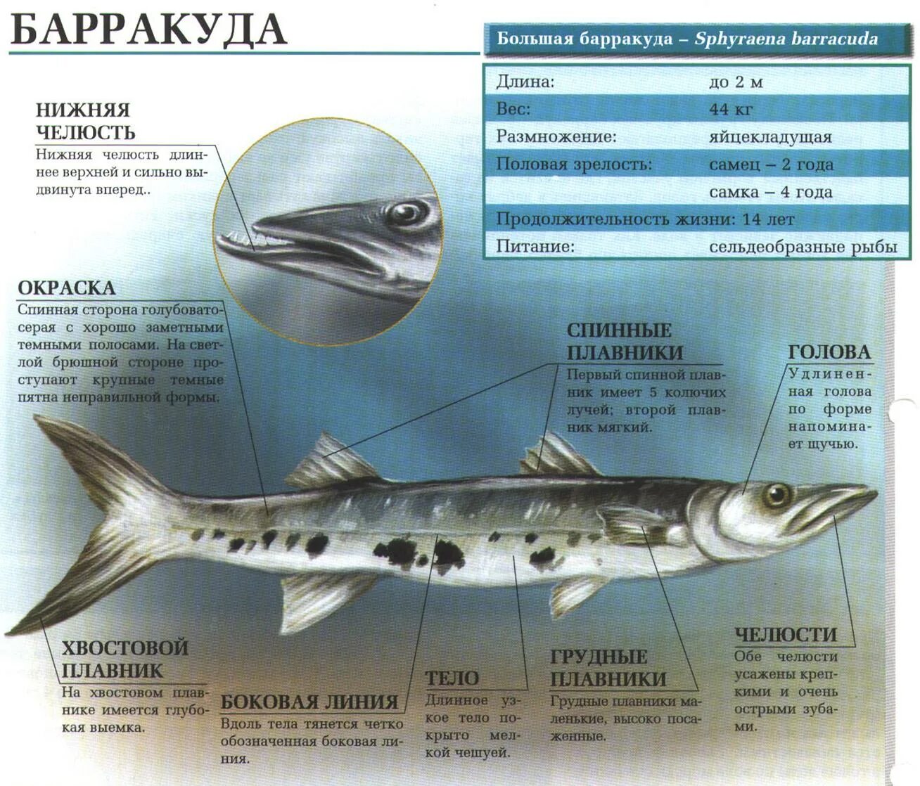 Барракуды опасна ли для человека. Барракуда (сфирена). Барракуда рыба опасна для человека. Барракуда рыба описание. Барракуда малек.