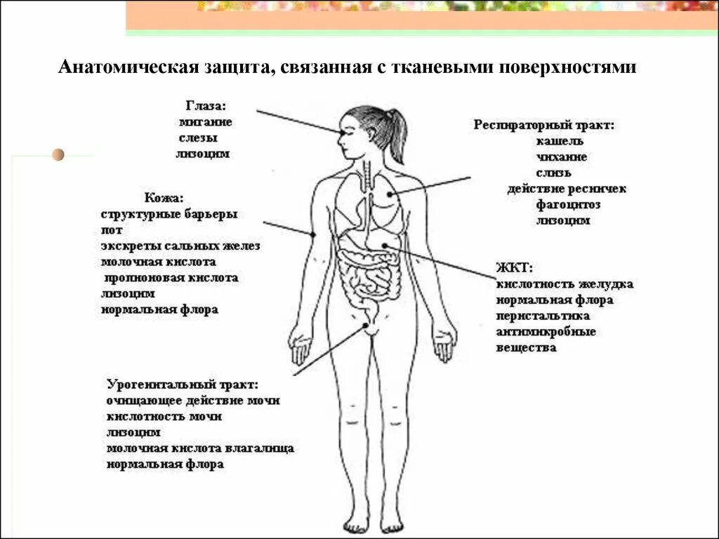 Химическая защита организма. Факторы естественной защиты организма. Защитные барьеры организма иммунитет. Естественные барьеры организма. Механические барьеры иммунитета.