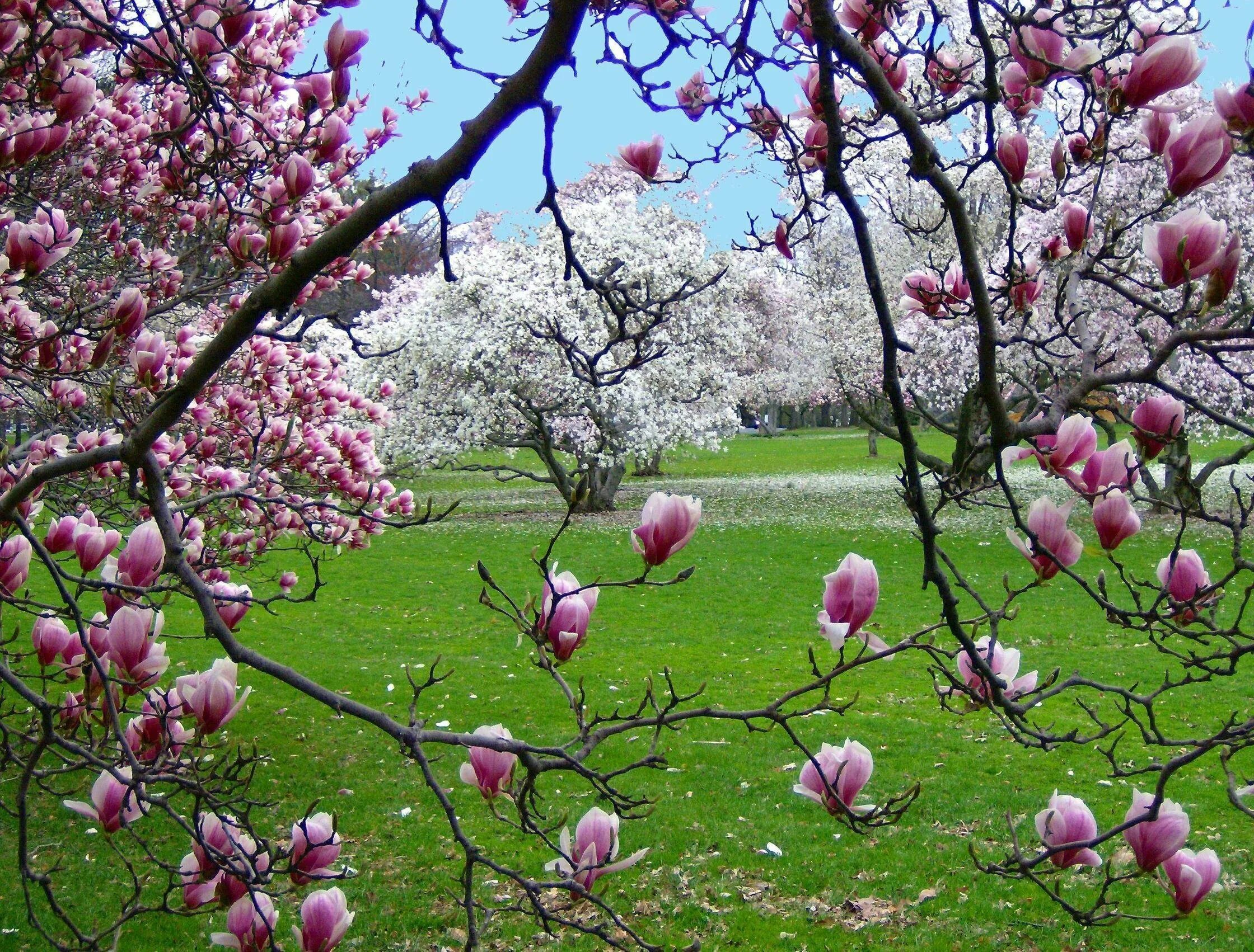 Spring scenes