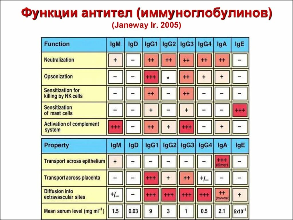 Функции антител. Функция антител кратко. Функции АТ. Антигенспецифическая функция антител.