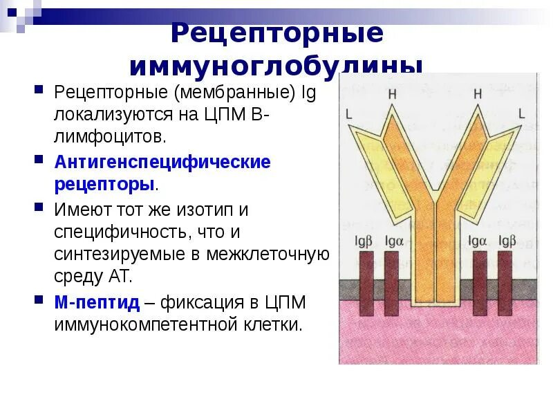 Классификация антител по происхождению. Нормальные антитела иммунология. Нормальные антитела. Нормальные антитела. Изотип иммуноглобулинов.
