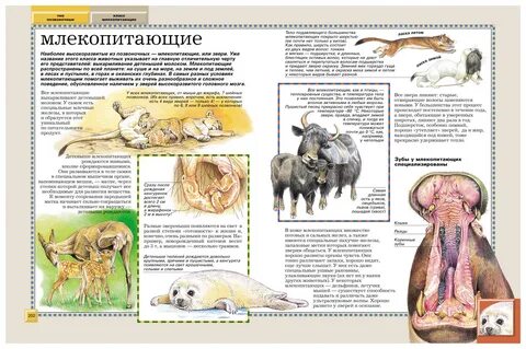 Список интересных животных