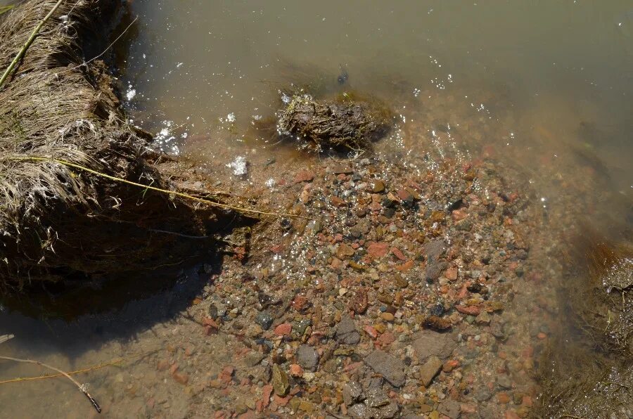 Погода п масальский локтевский. Село локоть Локтевского района. Село локоть Алтайский край. Село Устьянка Алтайский край Локтевский район. Родник с. Покровка Локтевский район.