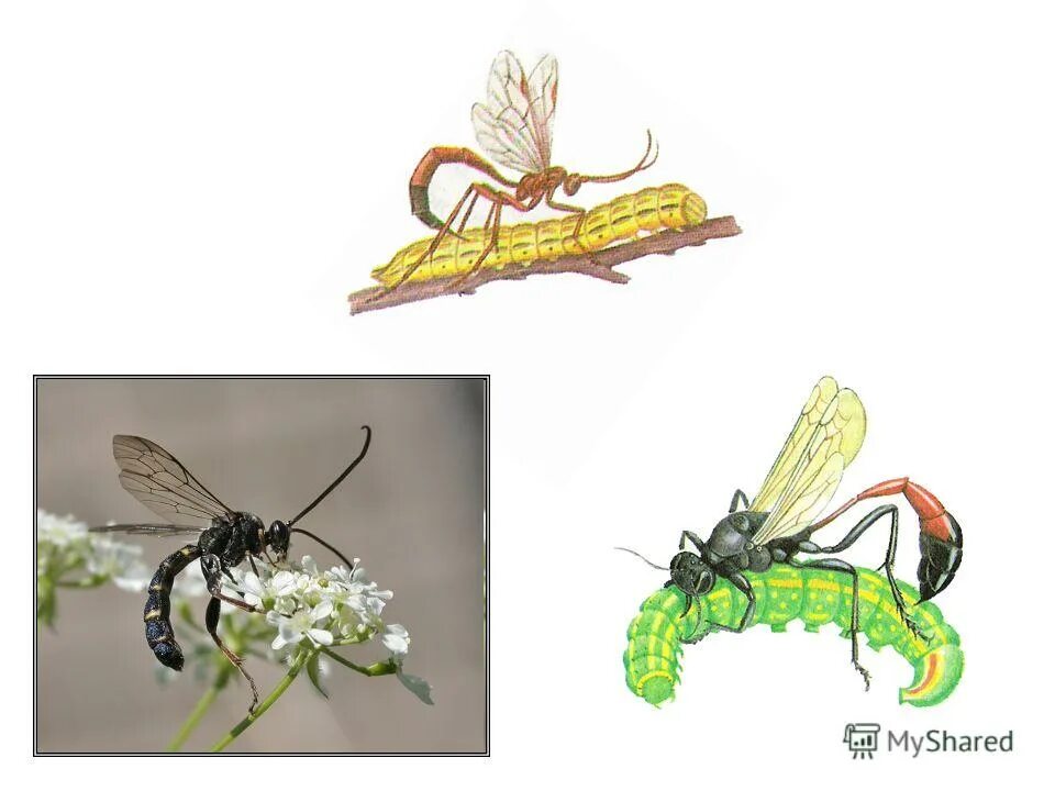 Перепончатокрылые наездники. Перепончатокрылые наездники. Насекомое наездник офион желтый. Наездник откладывает яйца в гусеницу. Белянковый наездник.