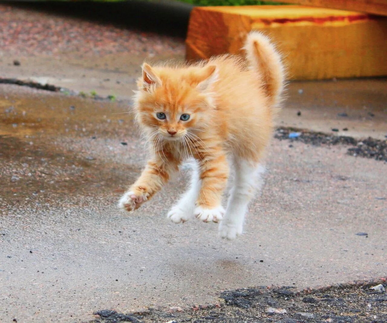 Рыжий кот нападает. Рыжий котёнок. злой рыжий котенок. взъерошенный рыжий кот. рыжий дворовый кот.