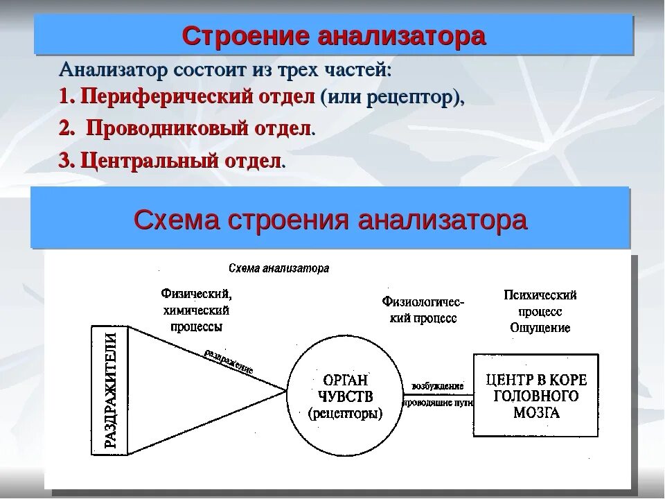 Какие отделы входят в состав анализатора. Схема анализатора 3 звена. общий план строения анализаторов. схематичное строение анализатора. общее строение анализатора.
