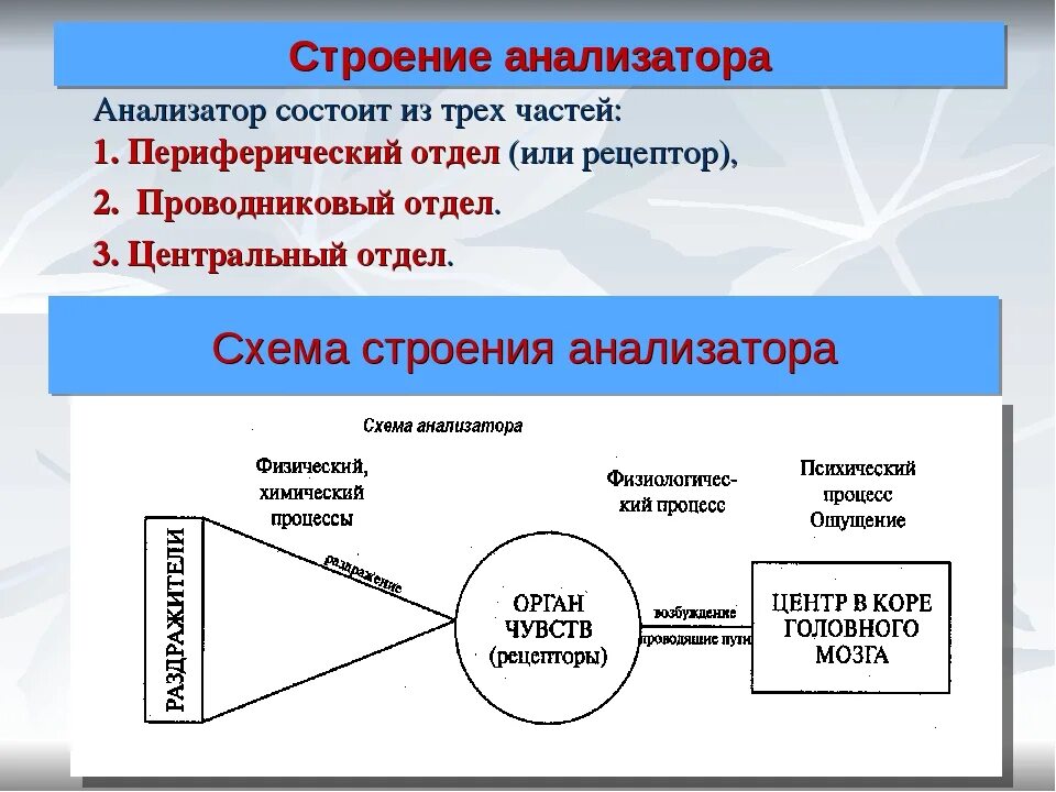 Что входит в состав анализаторов биология. Схема анализатора 3 звена. Общий план строения анализаторов. Схематичное строение анализатора. Общее строение анализатора.