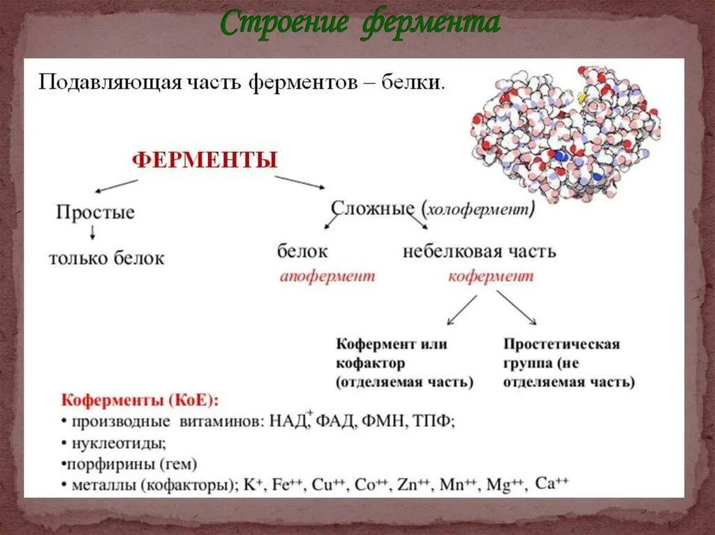 Строение и функции ферментов биохимия. Строение сложного фермента. Строение свойства и функции ферментов. Строение сложных ферментов биохимия.