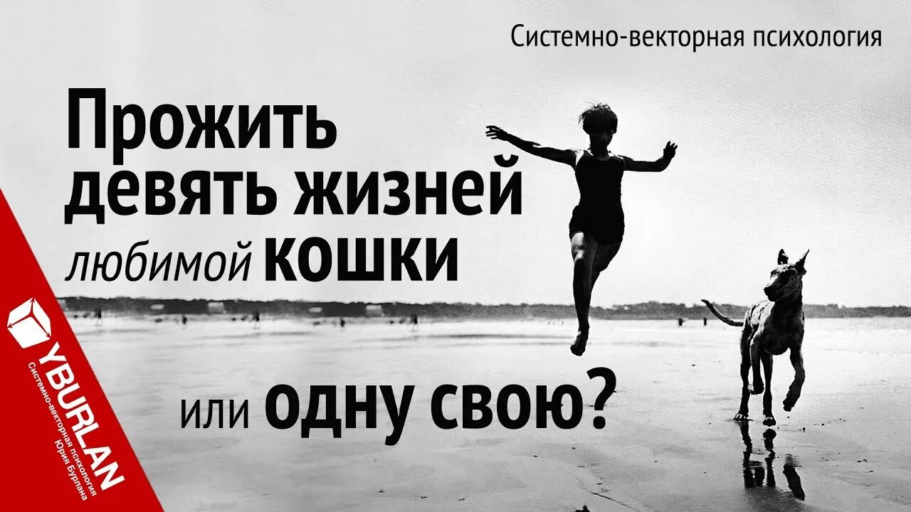 Прожить девять. Системно-Векторная психология. Кошка проживает 9 жизней. Сумасшедшим жить легко картинки.