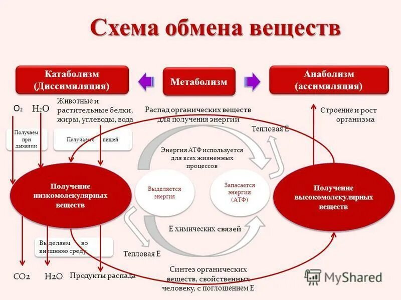 Обмен жизни и среда. Схема обмена веществ в организме метаболизм. Процесс метаболизма схема. Общая схема обмена веществ и энергии в организме. Обмен веществ и энергии в организме человека. Основной обмен..