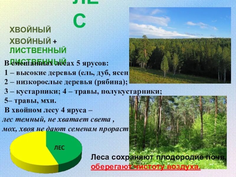 Расстояние хвойная. Ярусы хвойного леса. Ярусность в хвойном лесу. Ярусы хвойного лиственного леса. Ярусы в хвойных лесах.