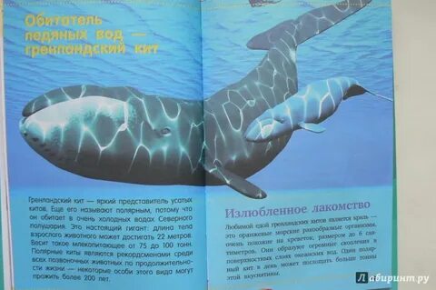 Книга киты дельфины