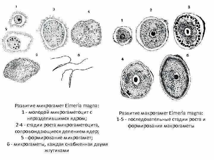 Эймерия Магна строение. Макрогамета эймерии. Кокцидии строение. Eimeria строение. Микрогаметоцит это